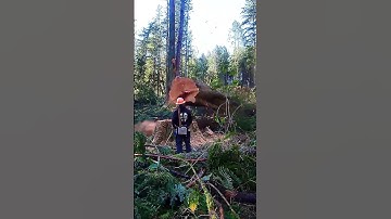 The lumberjack’s moment of error #asmr #tree #satisfying #weather #oddlysatisfyingvideo #giant #fypシ