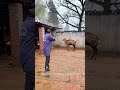 Blowpipe Dart Safely Anesthetizes Sika Deer 🎯🦌#animals #farmlife #cool