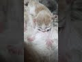 Новорожденный котенок#animals #nature #котята#кот #cats #kitten #cat #baby #cute#nature #beautiful