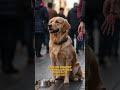 Elite K9 Detective Missing Newspaper #happydogs #k9