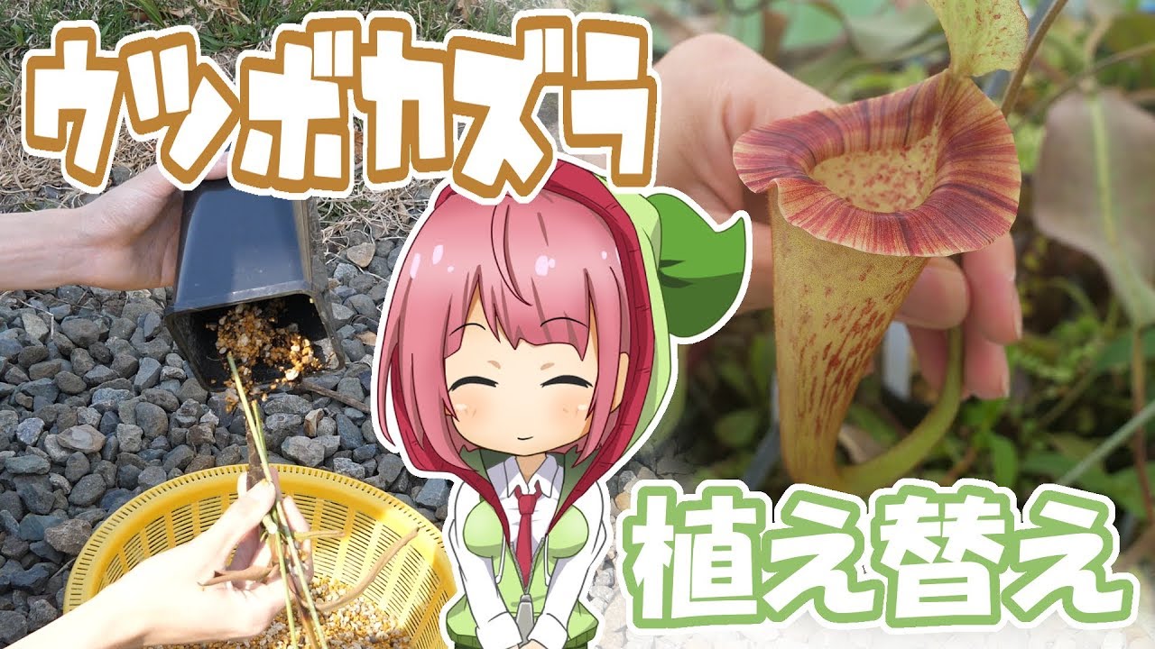 解説 ウツボカズラの植え替えのやり方 食虫植物tv Youtube