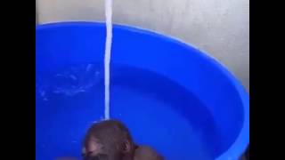 Cute baby ape enjoys water shower