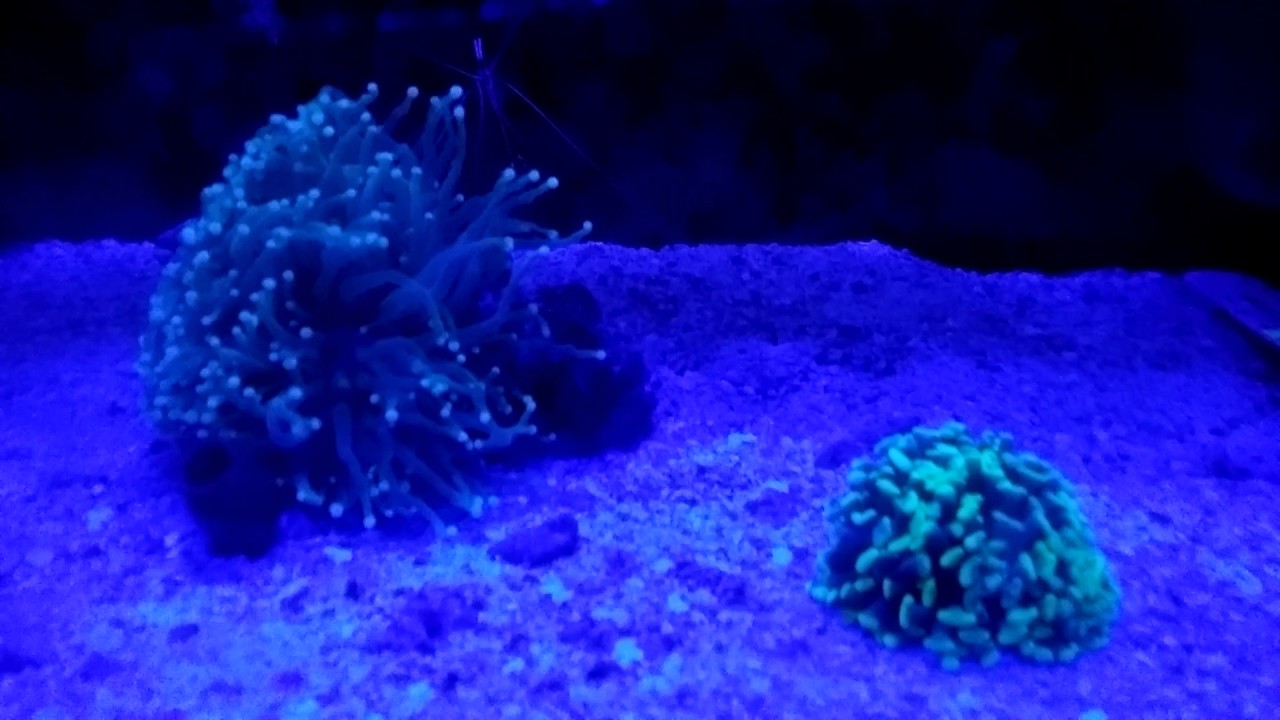 Euphyllias in actinic lightbeautiful torch and hammer coral YouTube