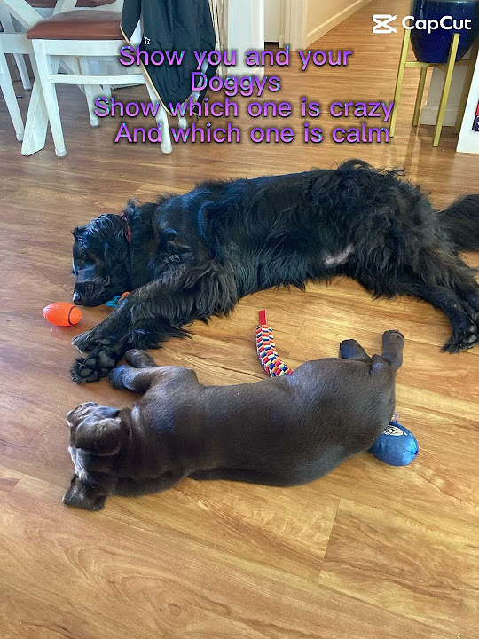 ozzy and enzo