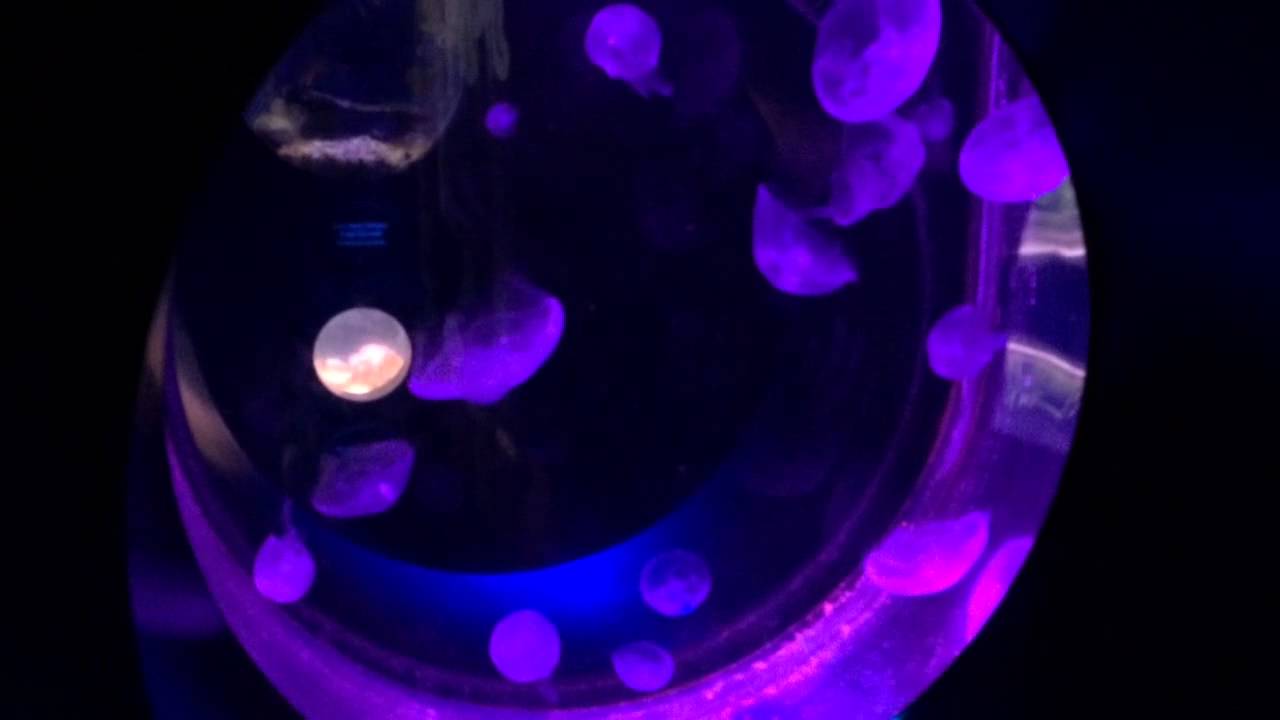 Going up to The aquarium Santa Barbara pier YouTube