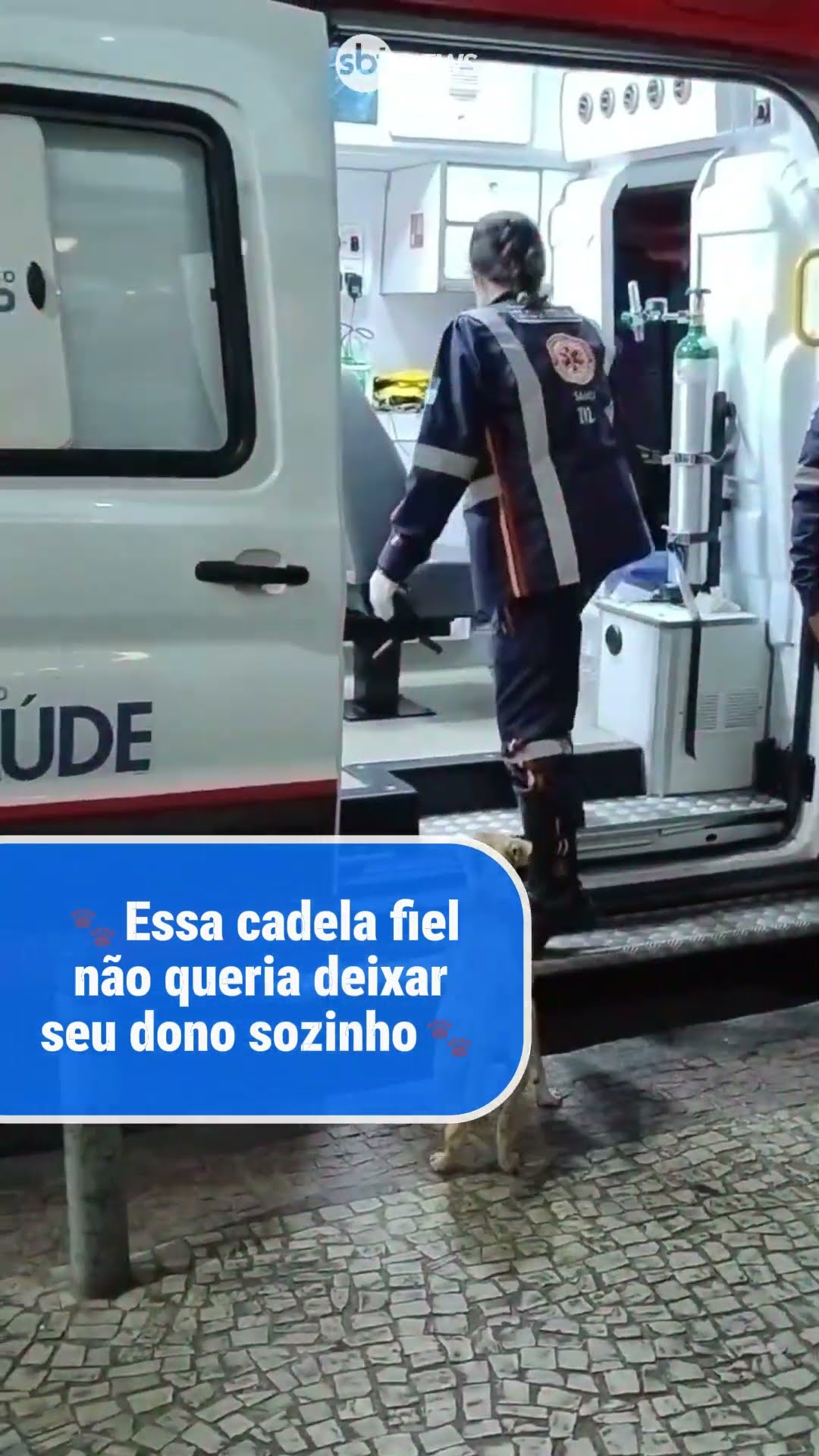 ?Essa cadela fiel não queria deixar seu dono sozinho? #cadelafiel