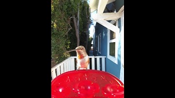 30 seconds with a stunning hummingbird 🧚‍♂️ #birds #hummingbird #cuteanimals #light #nature