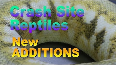 New Ball Python Acquisitions from Crash Site Reptiles with DTG