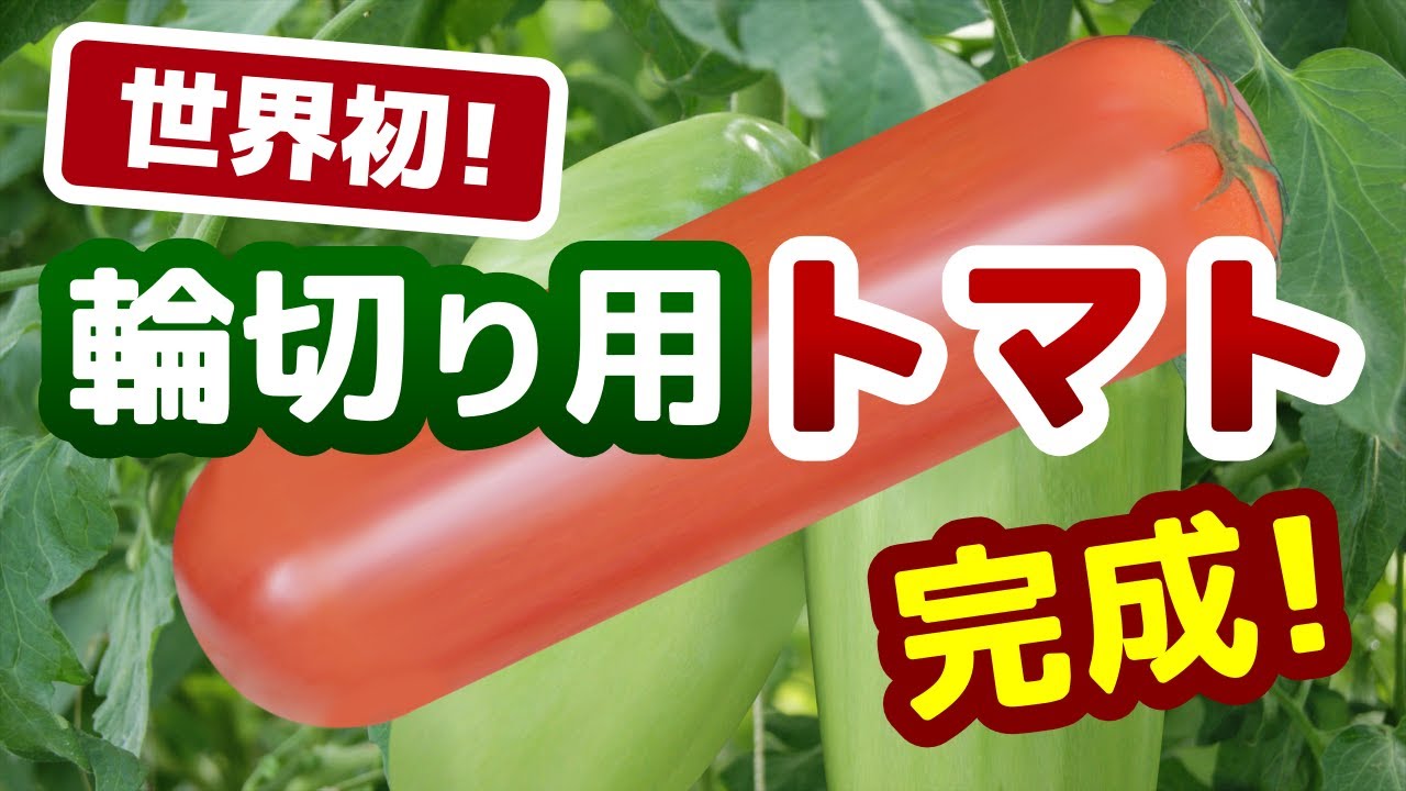 エイプリルフール 世界初 輪切り用トマトのご紹介 Youtube エイプリルフール 世界初 輪切り用トマトのご紹介 Youtube