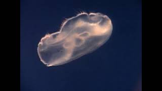 Ocean Drifters - National Geographic Documentary