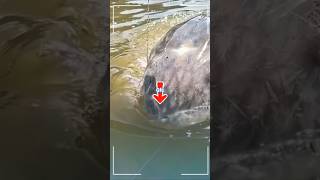 Strike Gila... Ikan sturgeon raksasa #fishing #sturgeon #mancing