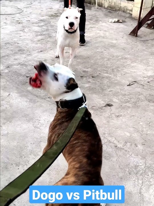 Dogo Argentino vs Pitbull //  pitbull wants to untie his leash so he can fight