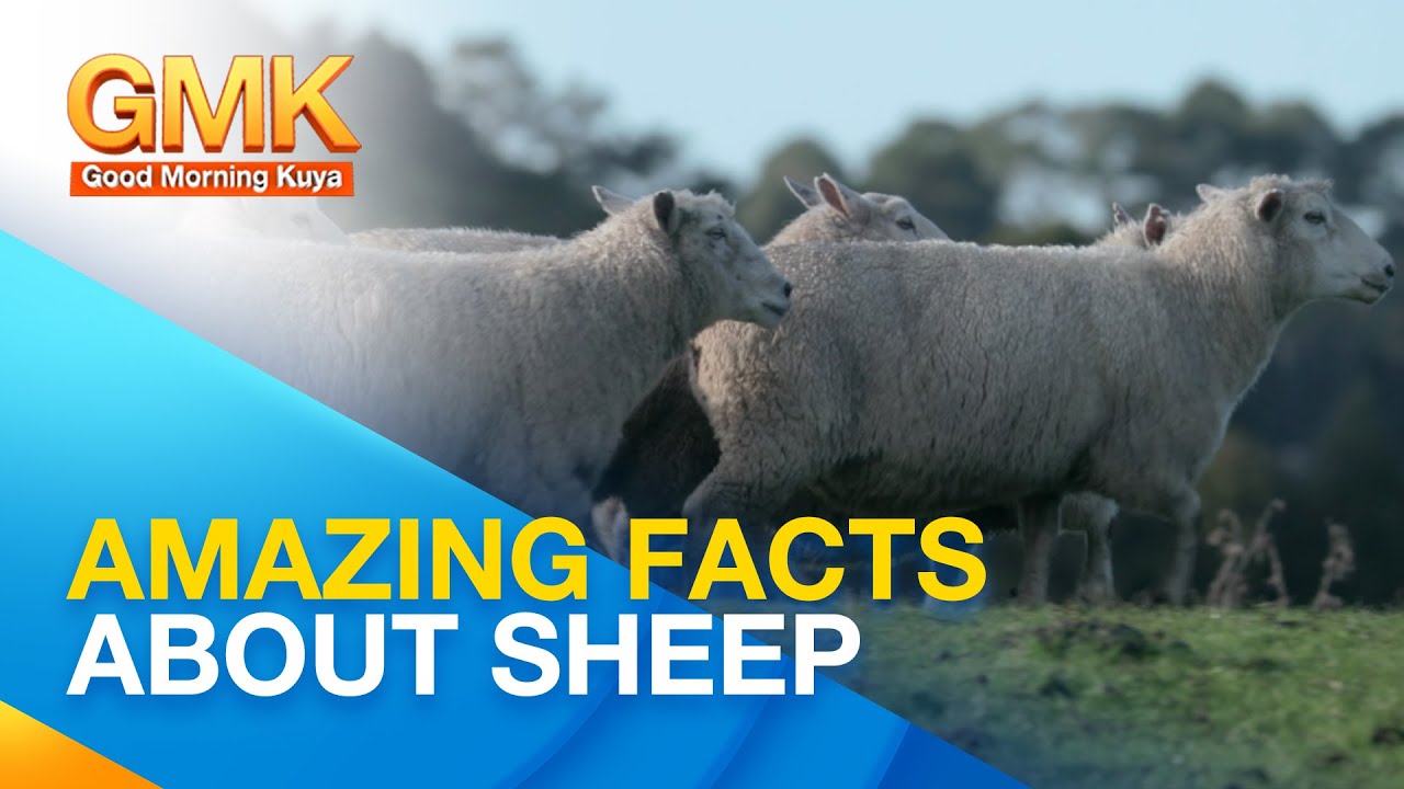 Mga kamangha-manghang katangian ng tupa o sheep | Wonders of Creation