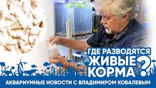 Аквариумные Новости С Владимиром Ковалевым (07.07.2023). Живые Корма, Разведение Артемии. Масштабы.