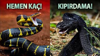 Dünyanın En Ölümcül Yılan Saldırıları