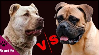 Boerboel vs  Afghan  Shepherd Kuchi Fight Comparison