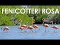 Fenicotteri Rosa Salento - CostedelSud.it