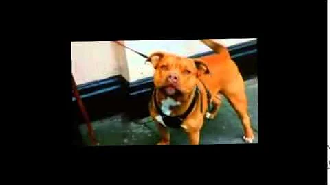 Newham Dog Warden Tina Delaney