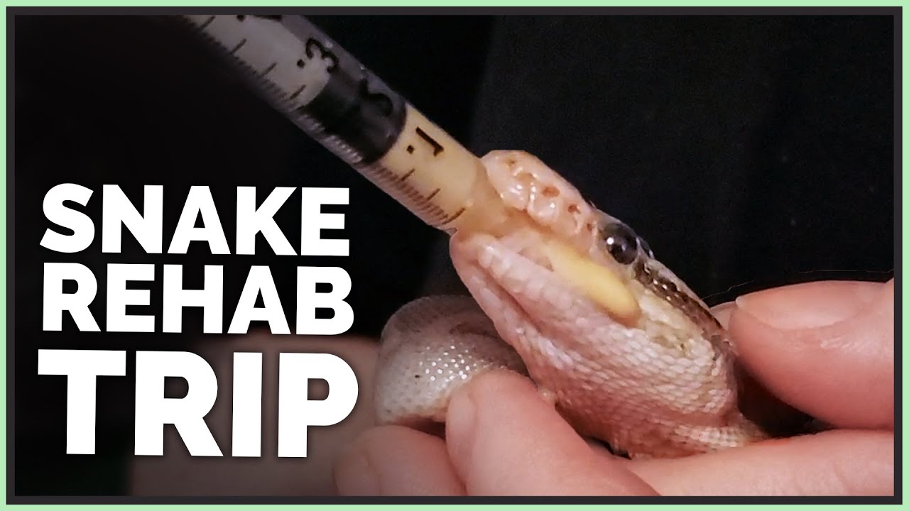 Driving 6 Hours to Rehabilitate a Pet Ball Python!