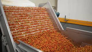 Retrofit Rochin-Línea para tomate uva / grape tomato / Post-harvest equipment / Sorting