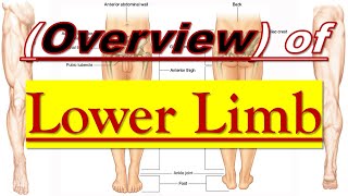 Overview || Boundaries || Lower Limb || كلية الطب - مادة التشريح || (M1---) || [2]