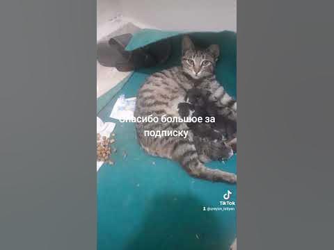 #baku #азербайджан #дагестан #россия #animals #грозный #чечня #животные ...