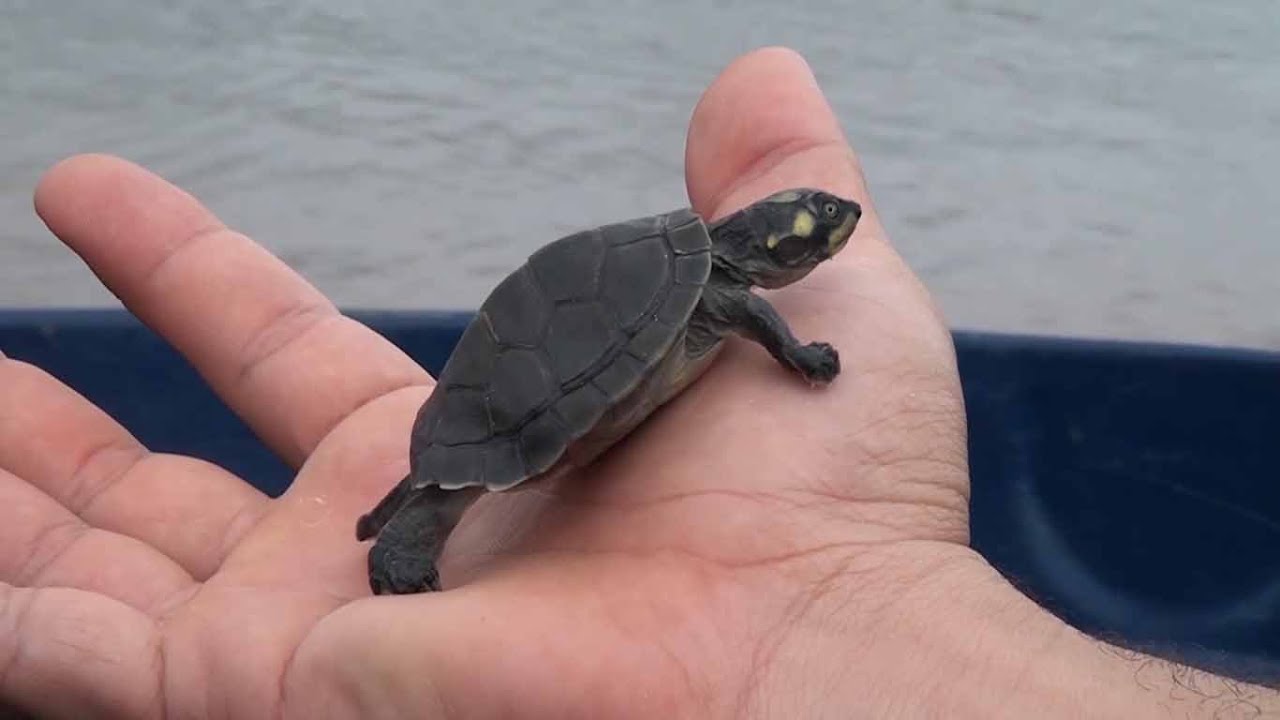 REPOVOAMENTO DE TARTARUGAS-SÃO FELIX DO ARAGUAIA E ILHA DO BANANAL