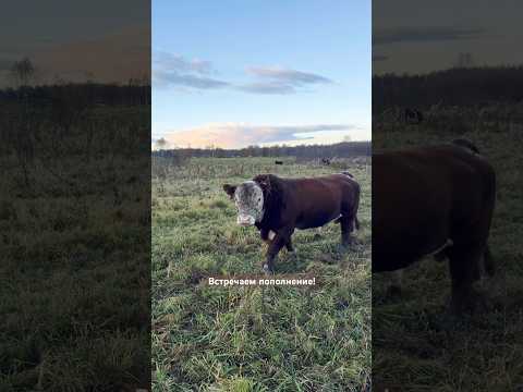 Вот такой проблемный случай #герефорд #бык #болезнь #лечение #врач #помощь #переезд #sos #help #cow
