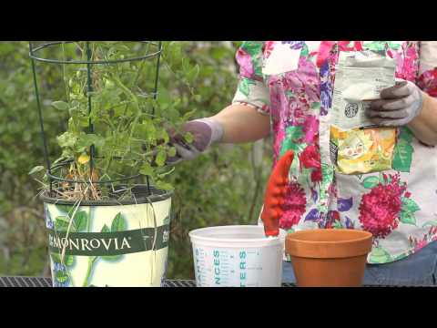 How To Fertilize Tomato Plants With Coffee Grounds : Garden Space