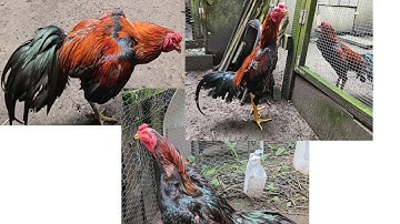 Lau qaib ej. My roosters and chicks