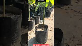 Avocado🥑 plant #feedefficiency #fruit #continuousfeed #agriculture #viral #feedlot #feed #farming