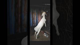 TOP QUALITY FULL WHITE PURE TURKEY BREED DUMBA 🫶🏻🐑#turkey #dumba #goat #youtubeshorts #viralvideo