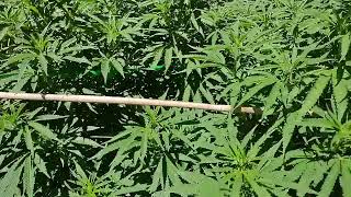 last week's garden update