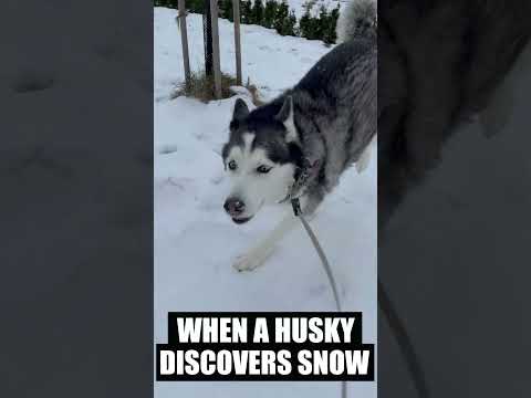 When A Husky Discovers Snow!!!