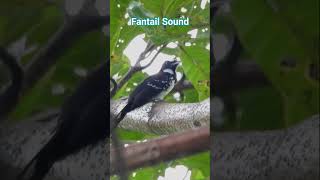 Fantail Bird Sound I Listen to Nature's Tiny Singer!