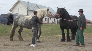 Armasarii lui Dorin de la Floresti, Cluj 2017