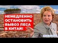 Вывоз леса в Китай будет запрещён (не опять, а снова) | Pravda GlazaRezhet