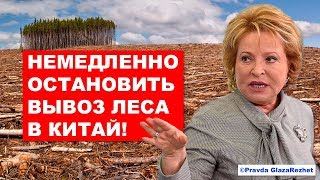 Вывоз леса в Китай будет запрещён (не опять, а снова) | Pravda GlazaRezhet Вывоз леса в Китай будет запрещён (не опять, а снова) | Pravda GlazaRezhet