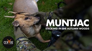 Muntjac Buck/Doe Stalk + Dog Track Recovery