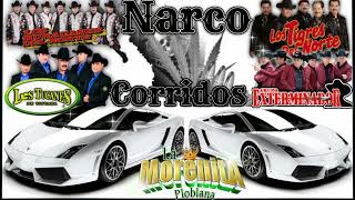 Narco corridos ?exterminador? tucanes huracanes ?tigres del norte