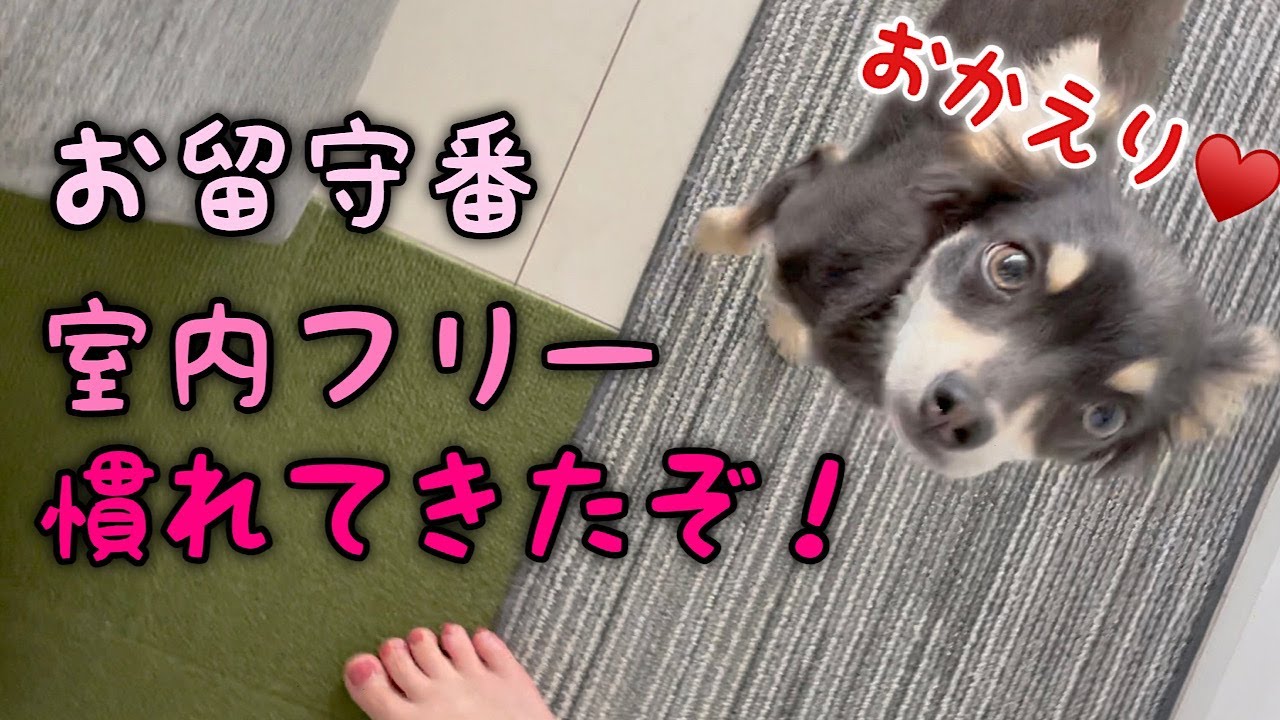 室内フリー留守番も慣れた子犬 チワワ ミニピンのミックス犬チワピン Youtube