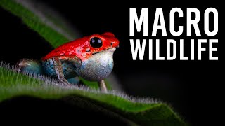 Colby Brown's Top 5 Macro Wildlife Photography Tips
