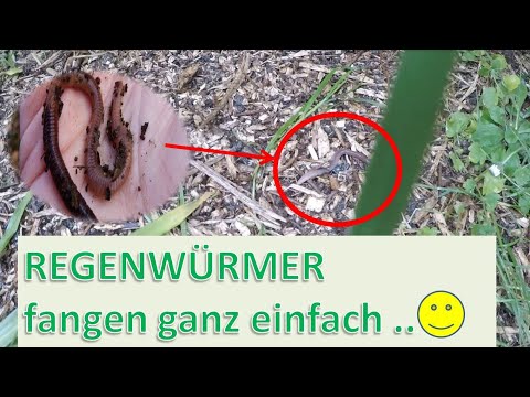 Video: Wird Imidacloprid Regenwürmer töten?