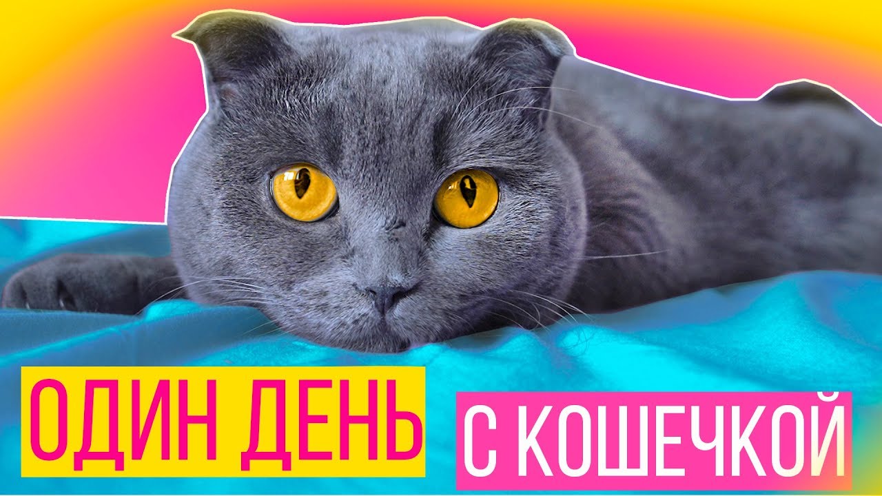 кошечка баттерс и элис. включи канал кошечки баттерс собачки. элис собака вики блисс. кот баттерс и собачка элис канал. включи канал кошечки баттерс собачки.