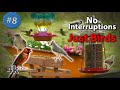 8. Cat TV  4K Birds & Hummingbirds at a Buffet Picnic! Chirping & water sounds - NO ADs Interrupting