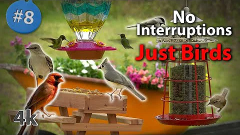 8. Cat TV  4K Birds & Hummingbirds at a Buffet Picnic! Chirping & water sounds - NO ADs Interrupting