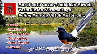 Download Lagu Murai batu gacor tembakan mewah, variasi isian dan irama lagu paling mantap untuk masteran MP3