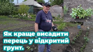 Як краще висадити перець у відкритий грунт