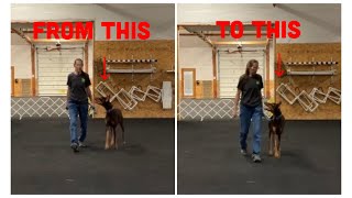 Competition Heel  How to Train Your Dog to Heel Close