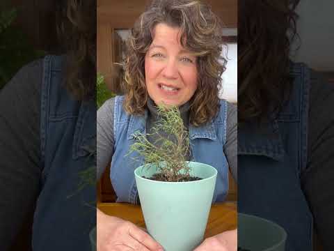 Videó: Elterült rozmaringnövények – Mi a kúszó rozmaring?